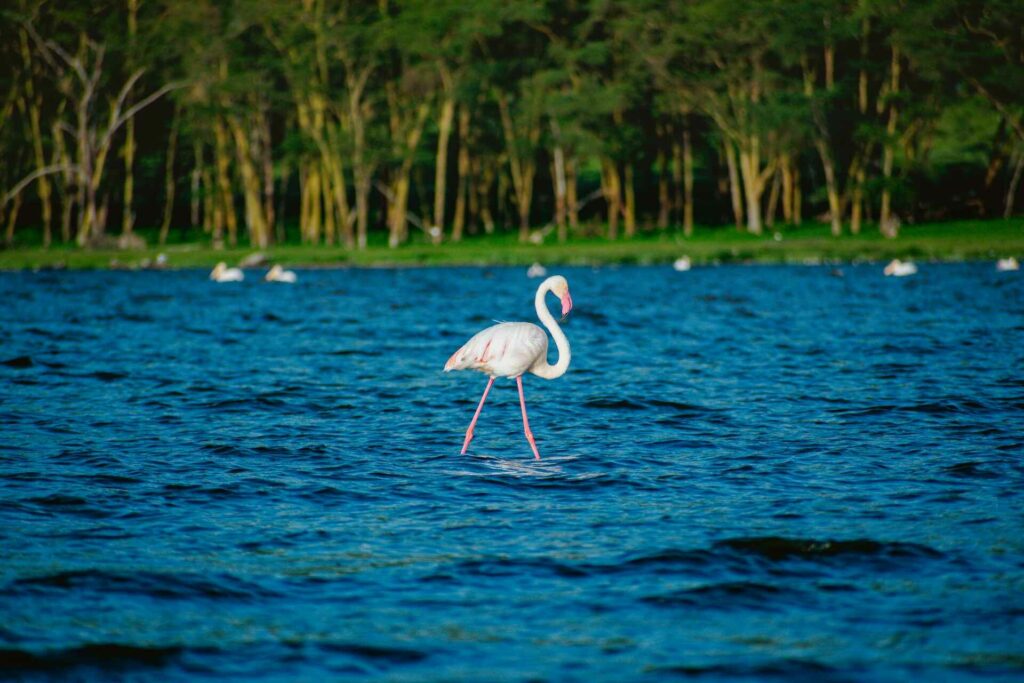 Lake Nakuru
