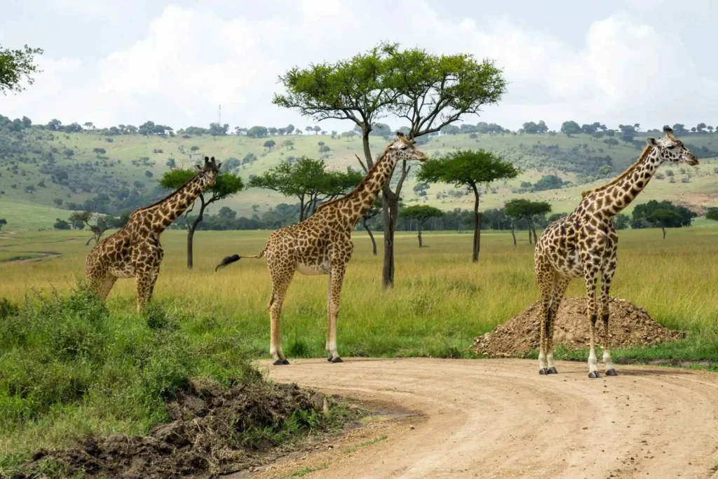 Maasai Mara