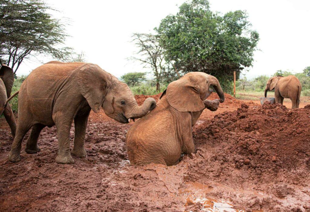 David Sheldrick Wildlife Trust Tour