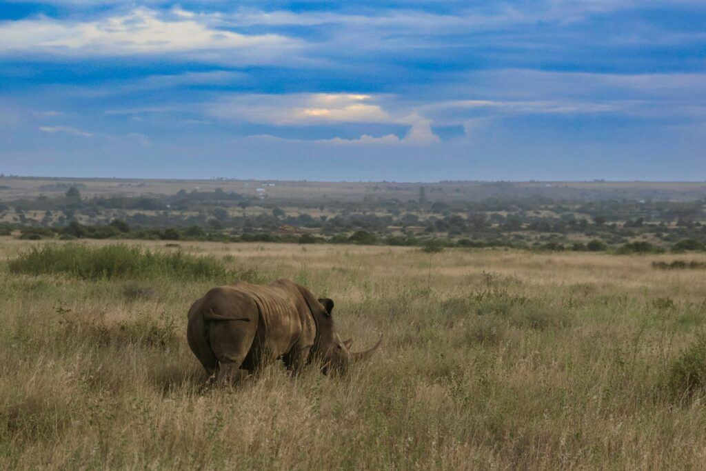 Nairobi National Park Safari
